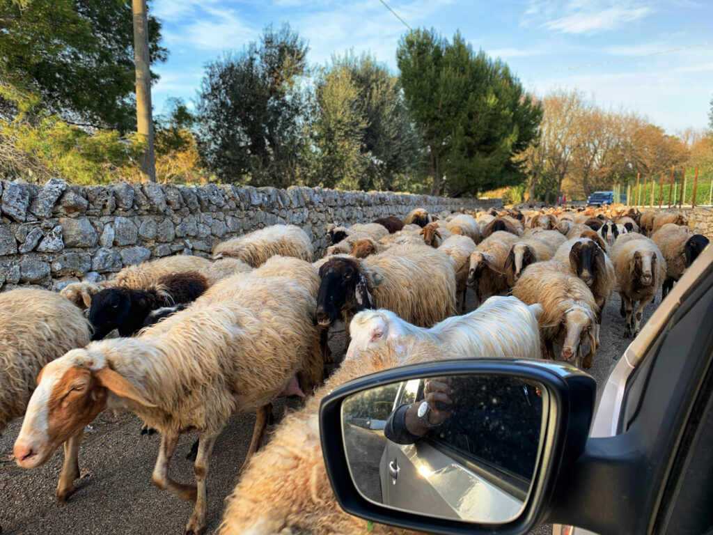 Rush hour traffic on the back roads of Puglia. A practical guide to driving in Puglia. An explanation of the highway and road infrastructure, tips for driving and what to watch out for. An insider guide to driving in Puglia by the Puglia Guys.
